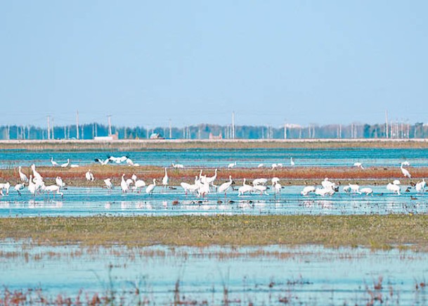鎮賚縣遷徙候鳥數量逐漸增加。