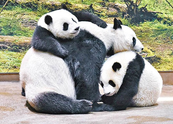 63隻旅居國外大熊貓  健康良好