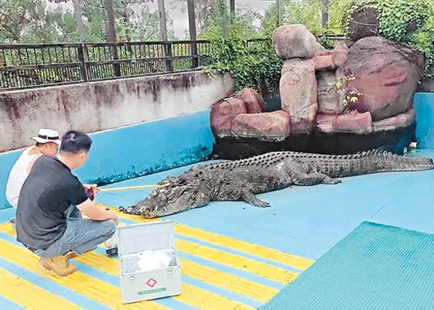 750公斤重  人工飼養灣鱷「小河」廈門離世