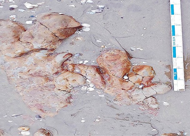 恐龍足迹於懷特島海灘附近發現。