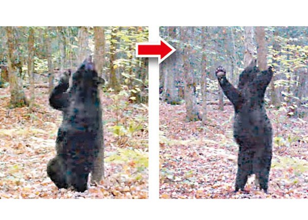 倚樹幹跳「鋼管舞」   黑熊姿勢逗趣