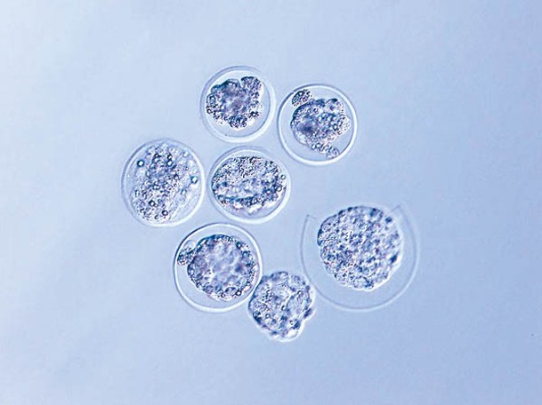 研究團隊觀察受精卵細胞分裂過程。