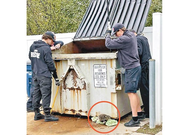 困垃圾箱底  浣熊獲救