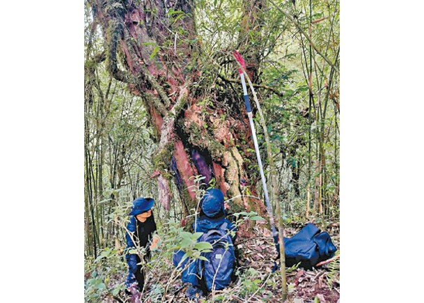研究人員發現野生喜馬拉雅紅豆杉。