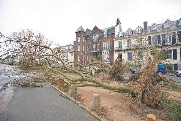 英國澤西島有大樹被強風吹倒。（Getty Images圖片）
