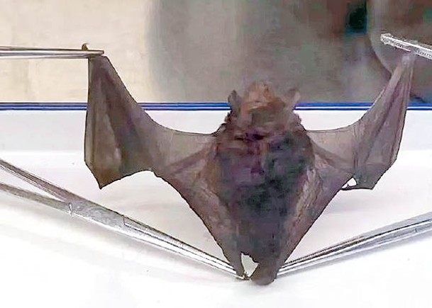 客機內捕獲蝙蝠。