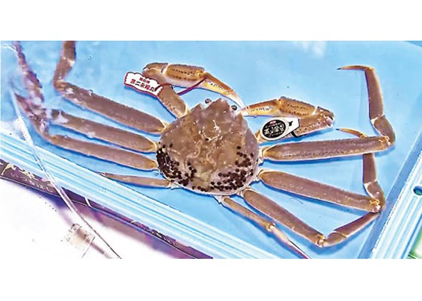 有松葉蟹被認定為「五輝星」。