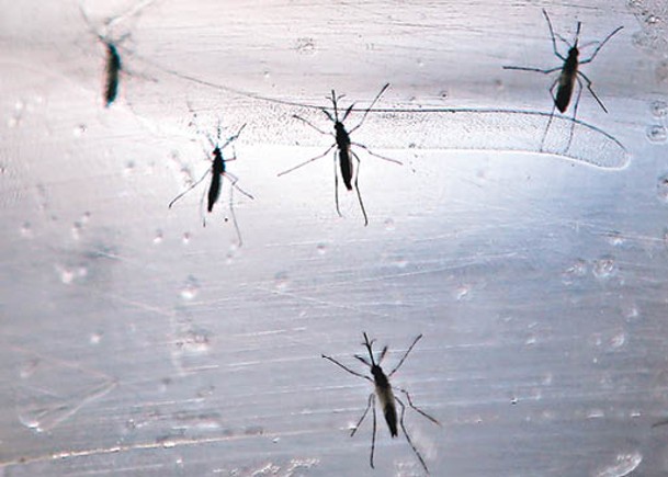 蚊傳播基孔肯雅熱趨增  美批准首款疫苗