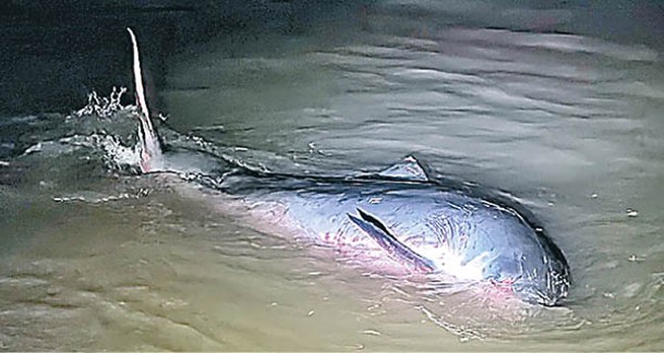 灰海豚擱淺在南日島月亮灣海域的淺灘上。