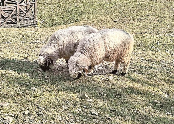 清境農場從外國進口瓦萊黑鼻羊。