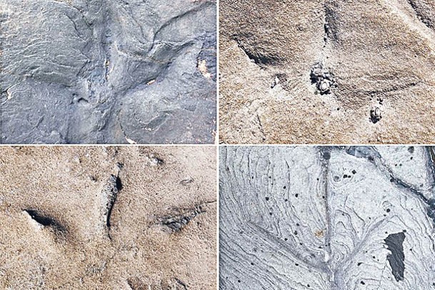 這些足迹化石可能來自鳥類。