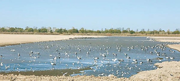七里海濕地可觀測到東方白鸛等候鳥。