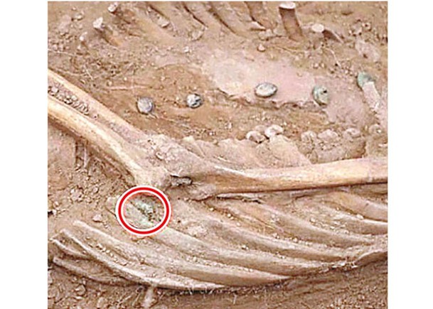 有骸骨（紅圈示）出現不平整，料是被掰斷。