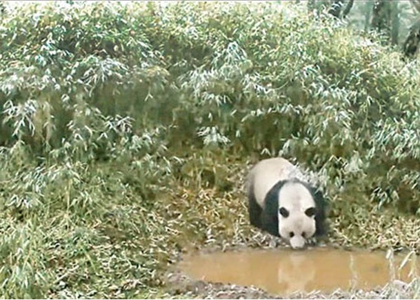 野生大熊貓巡領地  俯身飲水