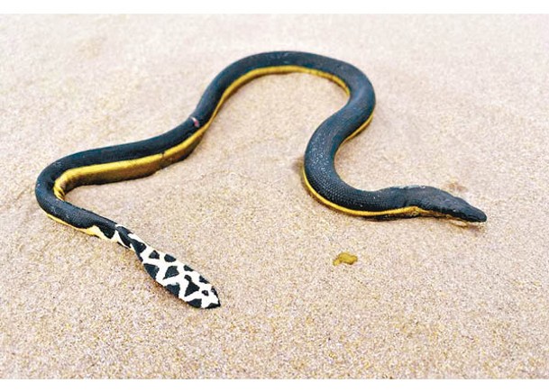 黃腹海蛇在海灘上擱淺。