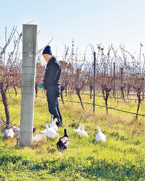 西澳省有酒莊利用鴨子幫助防治蝸牛。