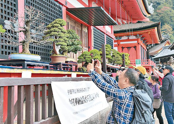 京都盆栽展覽  紀念中日友好條約