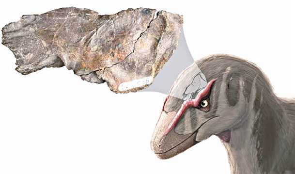 化石屬大盜龍的頭骨碎片。