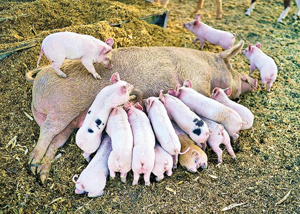 英國出現Ｈ１Ｎ２感染個案，與豬群中傳播的病毒相似。（Getty Images圖片）