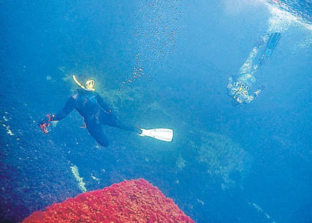 潛水員在水下浮潛拍照及收集資料。