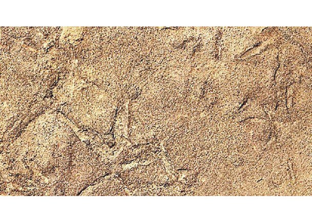 研究人員分析三趾腳印化石。