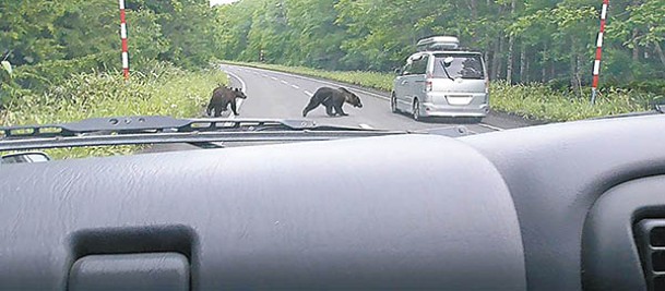 黑熊一家正橫過北海道道路。