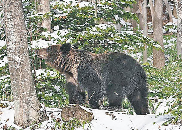 日本今年逾200人遭黑熊攻擊