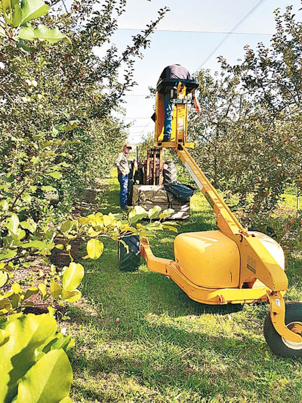 果園如今引入機械提高工作效率。