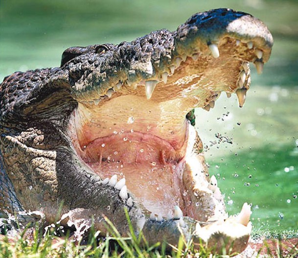 研究人員為所有鱷魚及其已滅絕的近親建立親緣關係樹。（Getty Images圖片）