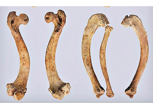 研究人員分析多具狒狒木乃伊骸骨。