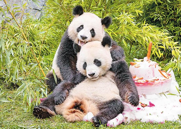 柏林動物園  紀念返中雙胞大熊貓