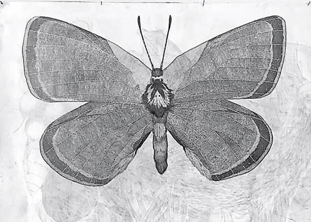 里卡德繪製加利福尼亞甜灰蝶。