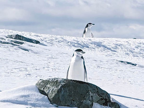 莫斯卡利克見到許多南極的野生動物，包括企鵝。