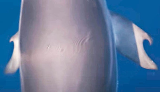 科學家發現海豚向人類豎起了類似大拇指的胸鰭。