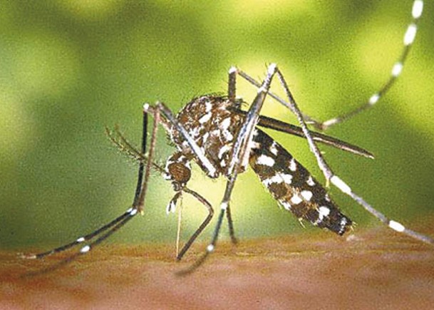 新加坡出現大量雄性白紋伊蚊。