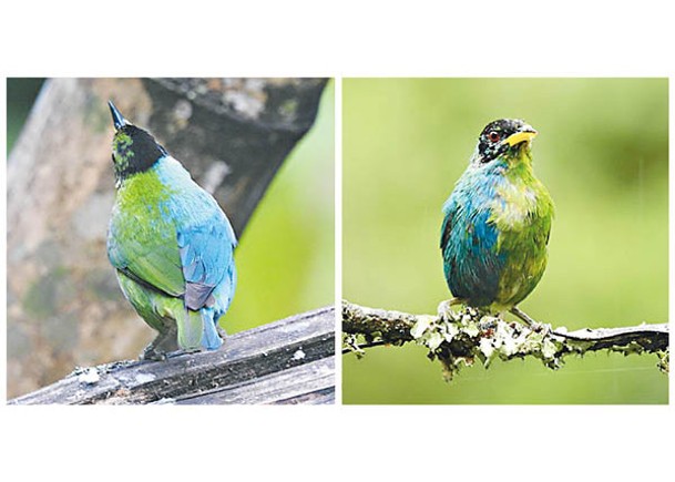 雌雄同體綠旋蜜雀  羽毛藍綠各半