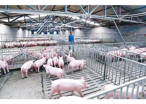 防非洲豬瘟損經濟  四川擬快檢入境牲畜
