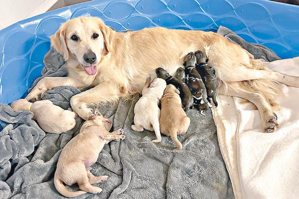 卡西給剛出生的非洲野犬餵奶。