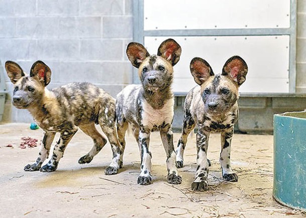 印州動物園 誕3非洲野犬B