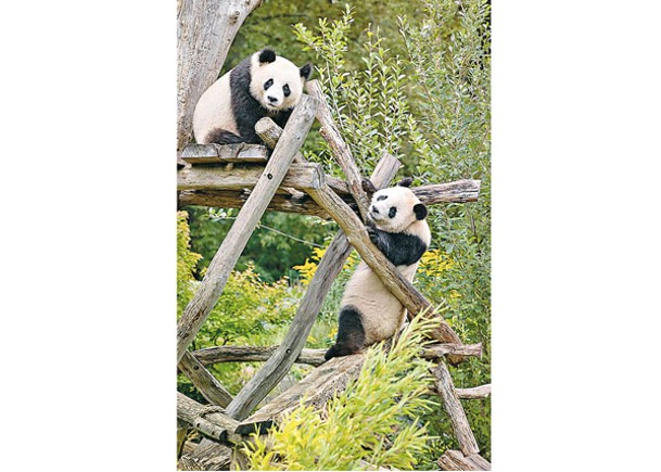 旅居柏林動物園  孖生大熊貓抵成都