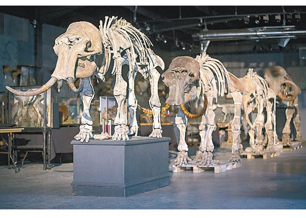 哺乳動物研究 疑人類滅絕史前巨獸