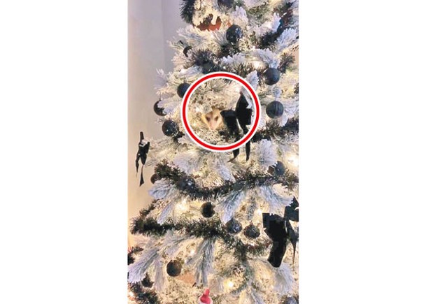 負鼠（紅圈示）藏在聖誕樹裏。