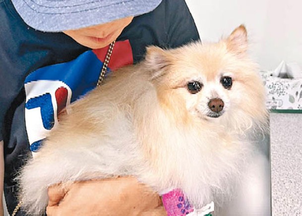 寵物犬到寵物美容店剪毛時呼吸困難，被送院治理。