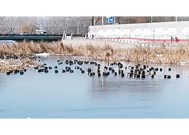 市民誤會在河面上棲息的水鳥被凍僵。