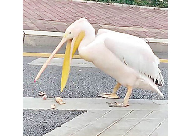 鵜鶘現身市區馬路  吃太飽散步兼嘔吐