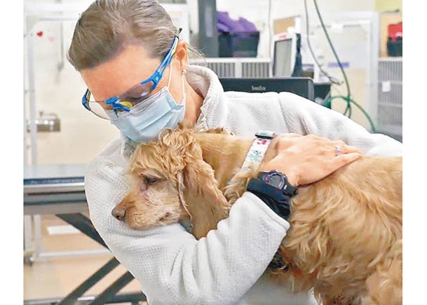 狗隻倘患呼吸道病，專家呼籲必要時可尋求獸醫協助。