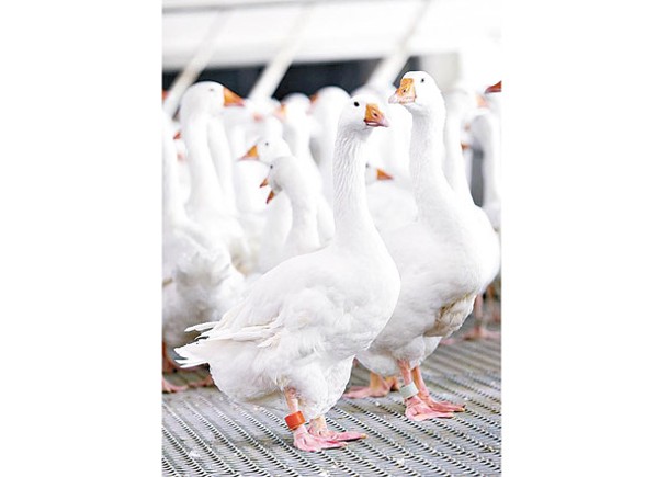 禽流感肆虐  肉鵝減產價格漲