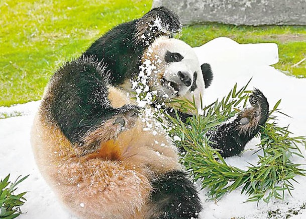 大熊貓「楓濱」獲人造雪禮物
