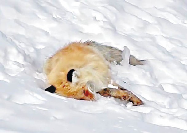 網紅小狐狸躺在雪地不動。