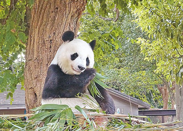 旦旦是日本最高齡大熊貓。